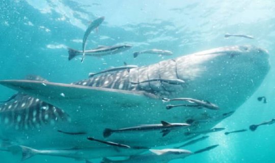 Cover ชุมพร ถิ่นนี้มี ฉลาม วาฬ...