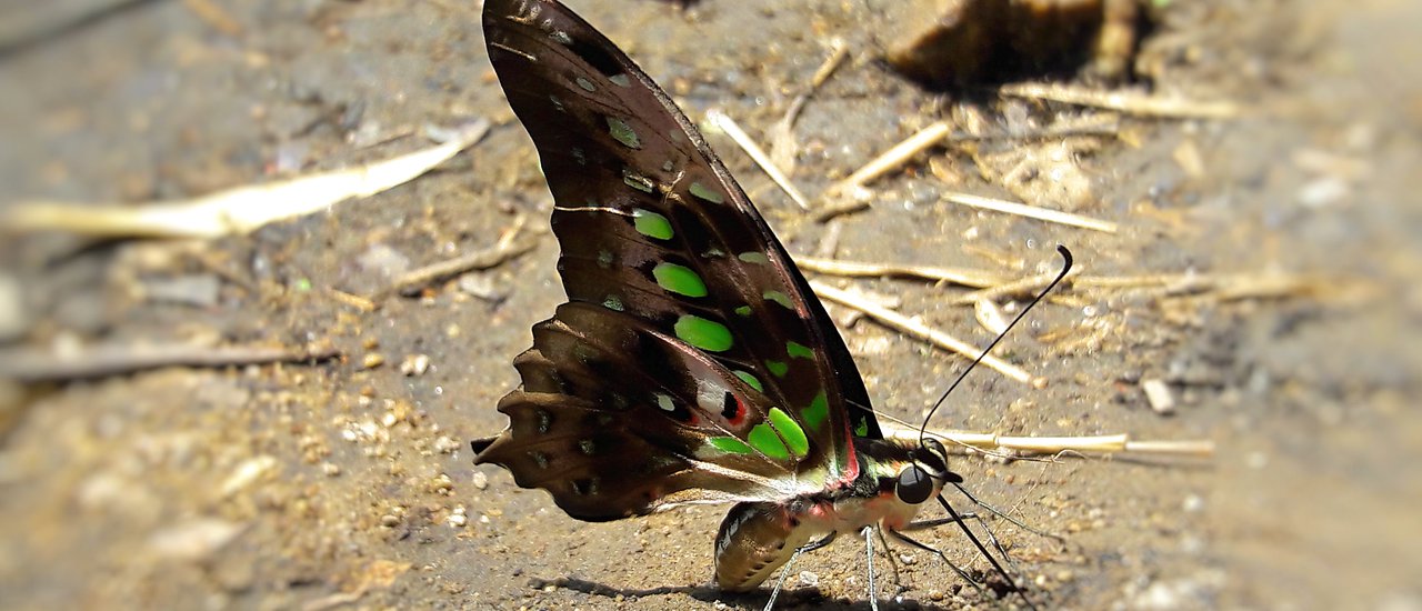 cover อุทยานแห่งชาติลานสาง ผีเสื้อ น้ำตกและขุนเขา^^