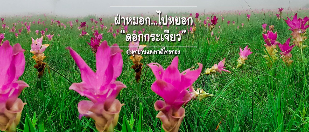 cover ฝ่าหมอก...ไปหยอก "ดอกกระเจียว" @อุทยานแห่งชาติไทรทอง