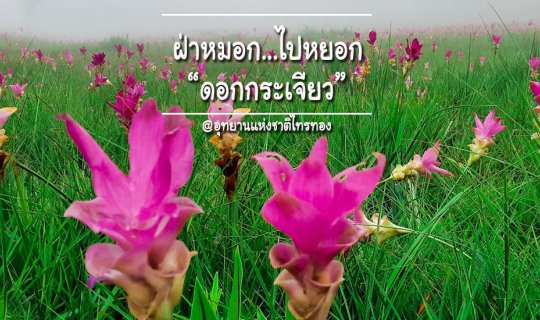 Cover ฝ่าหมอก...ไปหยอก "ดอกกระเจียว" @อุทยานแห่งชาติไทรทอง...