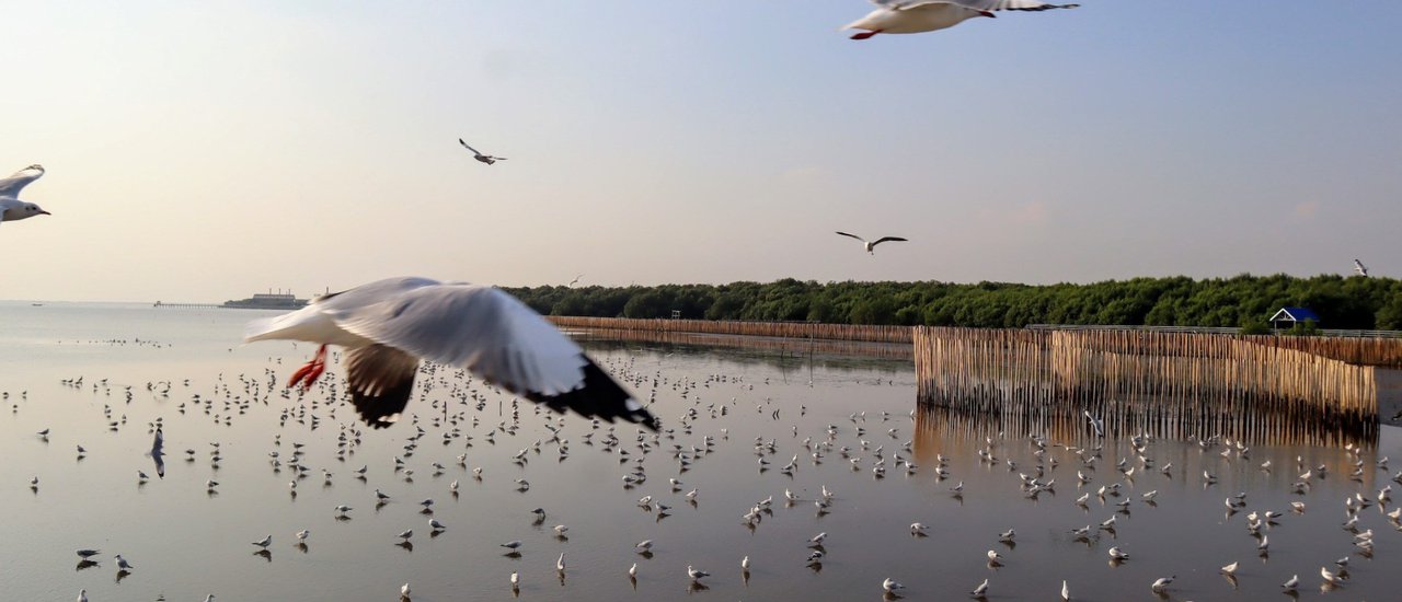 cover SUNSET AND SEAGULLS AT BANGPU + SEAFOOD!!