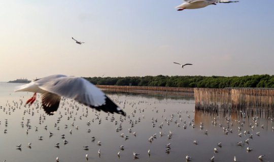 cover SUNSET AND SEAGULLS AT BANGPU + SEAFOOD!!