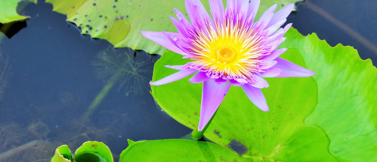 cover สกลนคร..เที่ยวไหน ปักหมุดไว้เลย