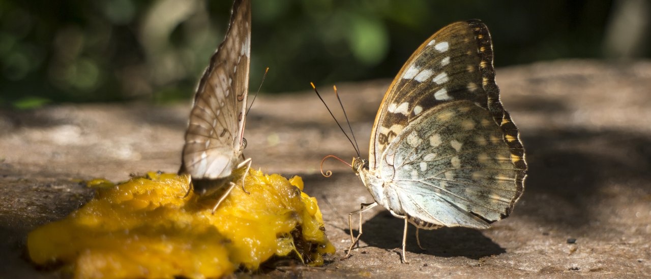 cover เริ่มแล้ว !!! เทศกาลดูผีเสื้อปางสีดา 2019