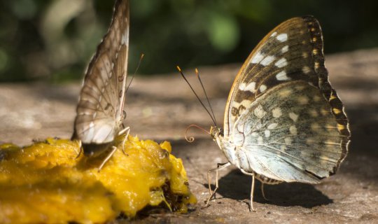 Cover เริ่มแล้ว !!! เทศกาลดูผีเสื้อปางสีดา 2019...