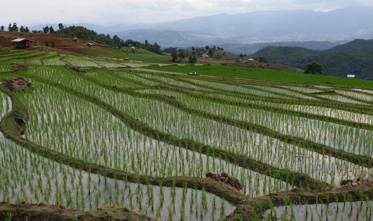 cover One Day Trip : Baan Pa Bong Piang,Chiang Mai