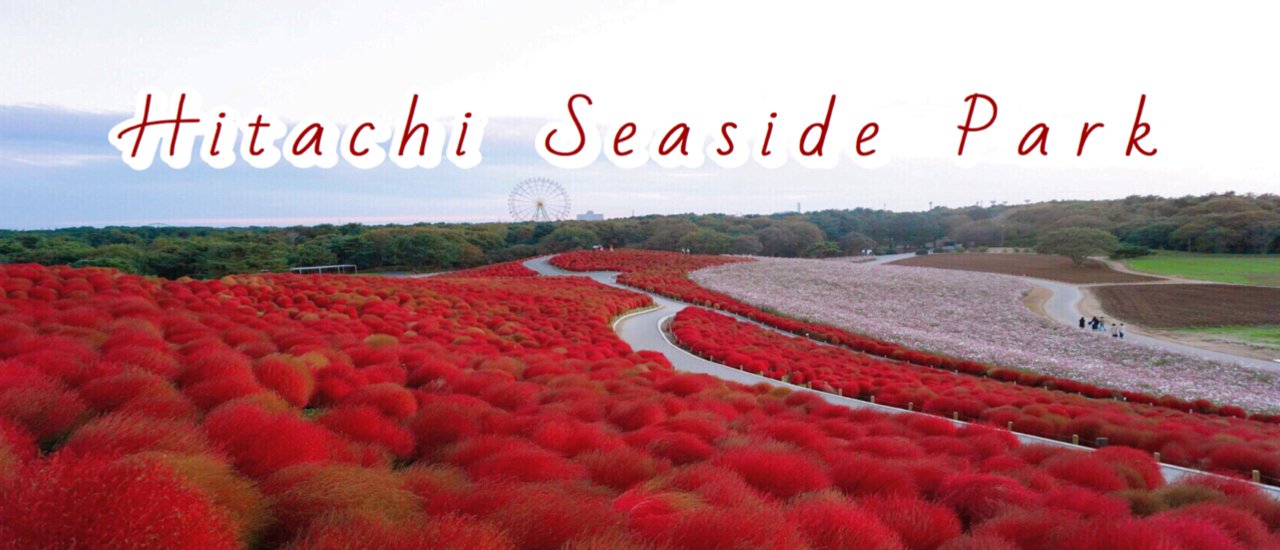 cover 🌸Hitiachi Seaside Park 🌸
