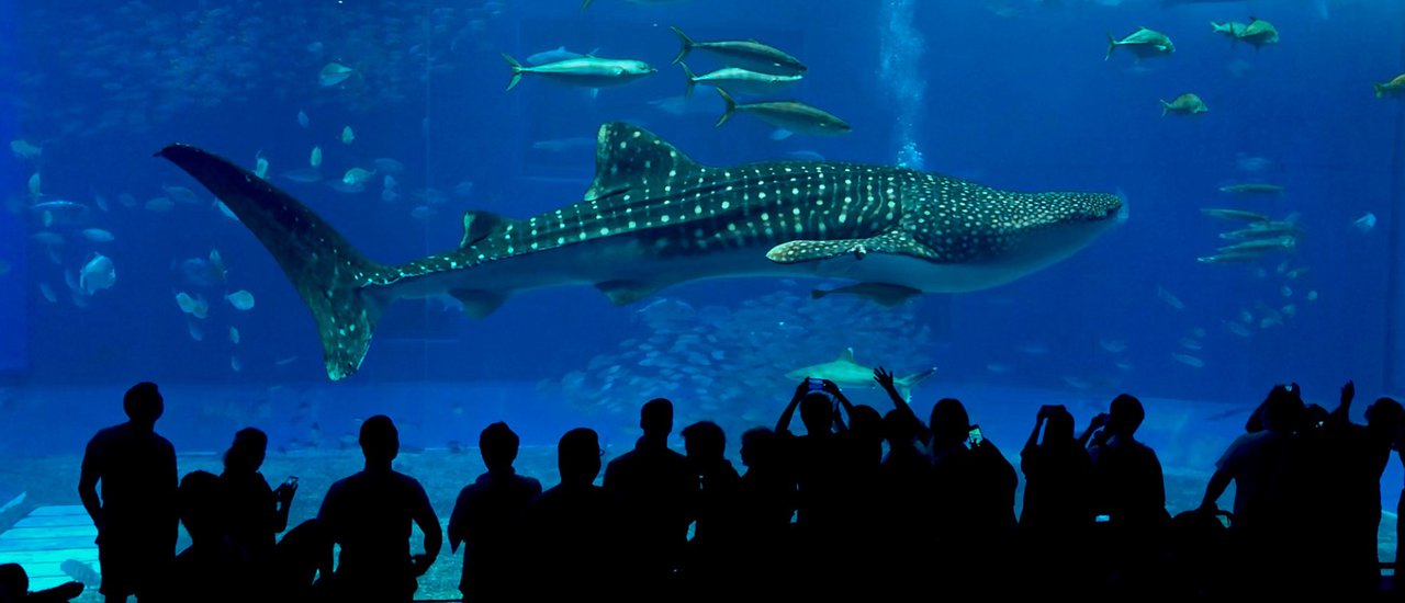 cover Okinawa, Japan 2019 : 4 วัน 3 คืน เที่ยวง่ายๆ แบบไม่ต้องเช่ารถ