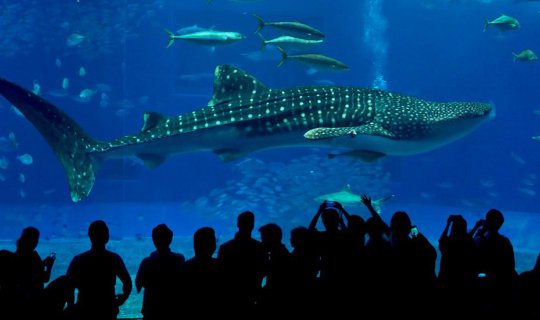 Cover Okinawa, Japan 2019 : 4 วัน 3 คืน เที่ยวง่ายๆ แบบไม่ต้องเช่ารถ...