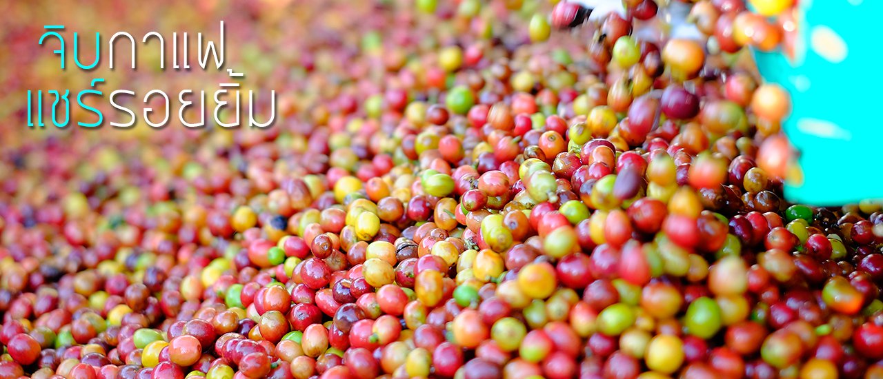 cover Sip coffee - Share a smile - Be satisfied at Doi Chang with CP All