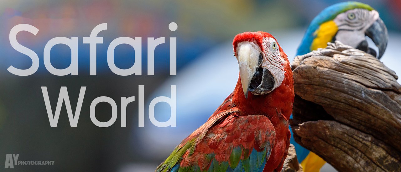 cover แบกกล้องไปท่องสวนสัตว์เปิดที่ดีที่สุดในประเทศไทย ไม่ต้องไปไหนไกล แค่ในเมืองกรุงฯ ที่ Safari World ~