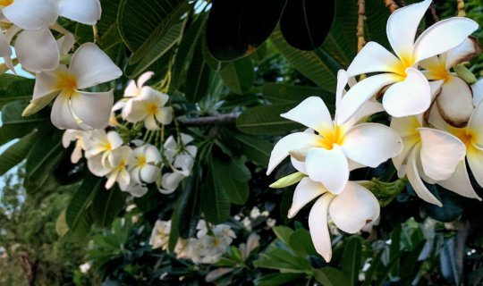 Cover Exploring Phetchaburi Province (Tham Rong Community)...