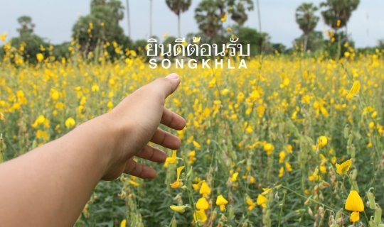 Cover (FULL BLOG) Live in Harmony: SONGKHLA Southern of Thailand...
