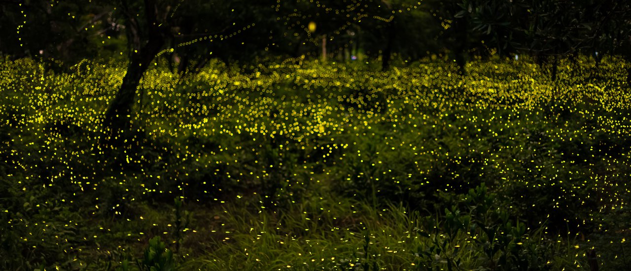 cover One Day Trip ตะลุยแดนหิ่งห้อย