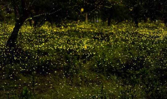 Cover One Day Trip ตะลุยแดนหิ่งห้อย...