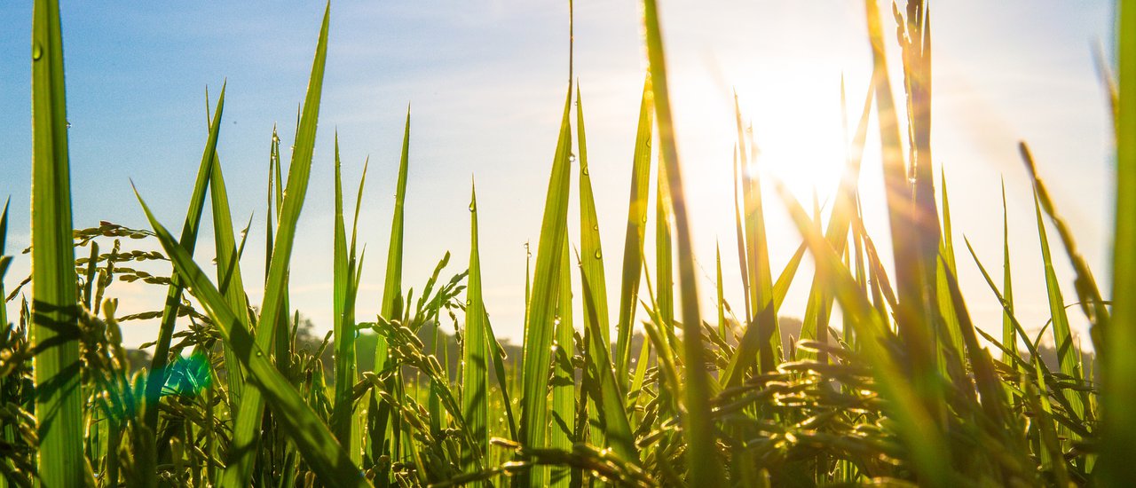 cover ข้าว....ชาวนา....คุณค่าที่ไม่ควรถูกลืม #CPALL #เชิดชูคุณค่าชาวนาไทย