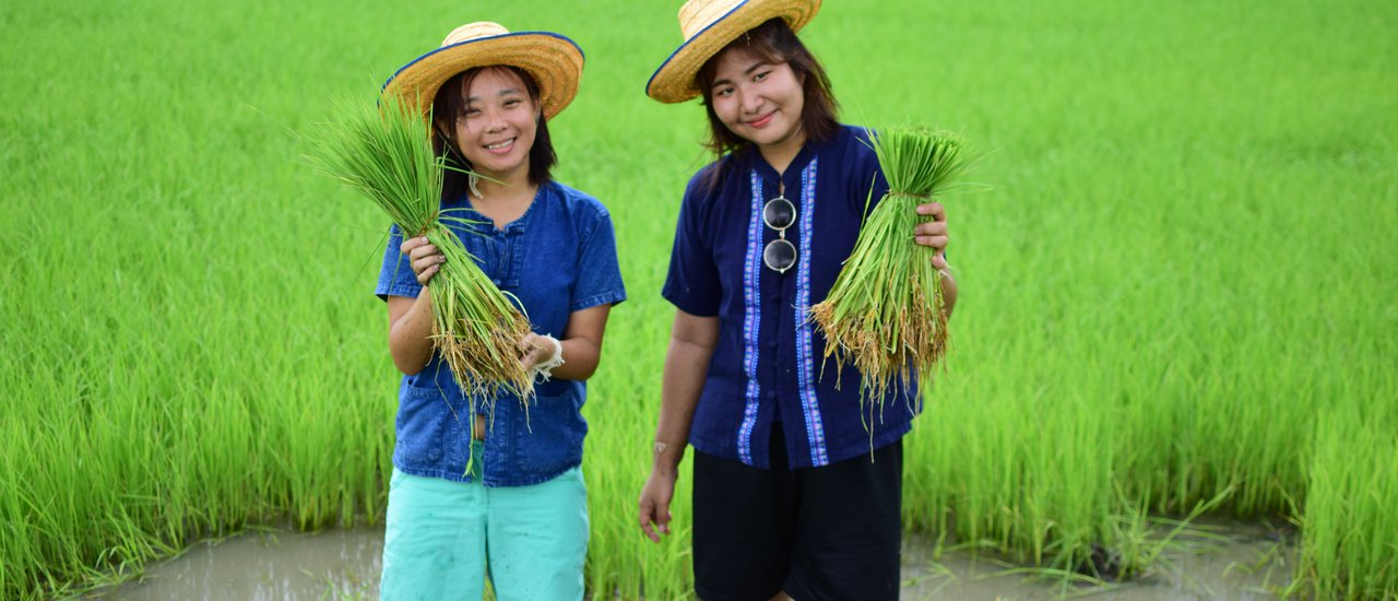 cover This Grain - the joy of farmers in Ban Khok Muang, Buriram