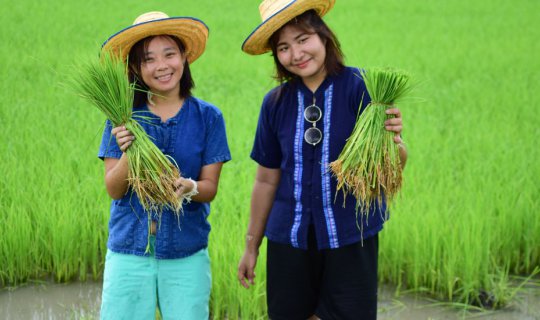 Cover This Grain - the joy of farmers in Ban Khok Muang, Buriram...