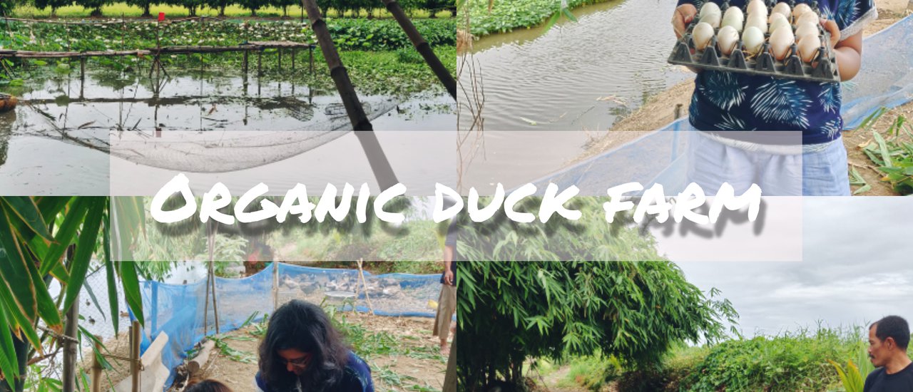 cover An organic farm thrives in the middle of a small village in Suphanburi