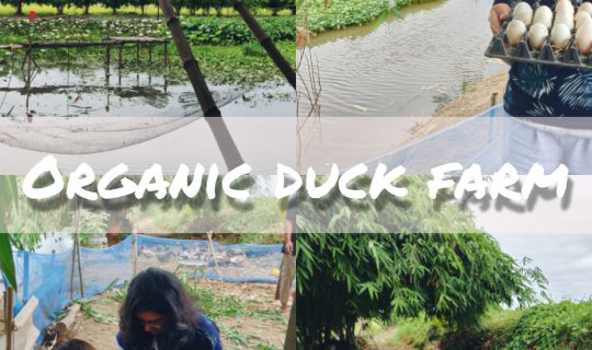 Cover An organic farm thrives in the middle of a small village in Suphanbu...