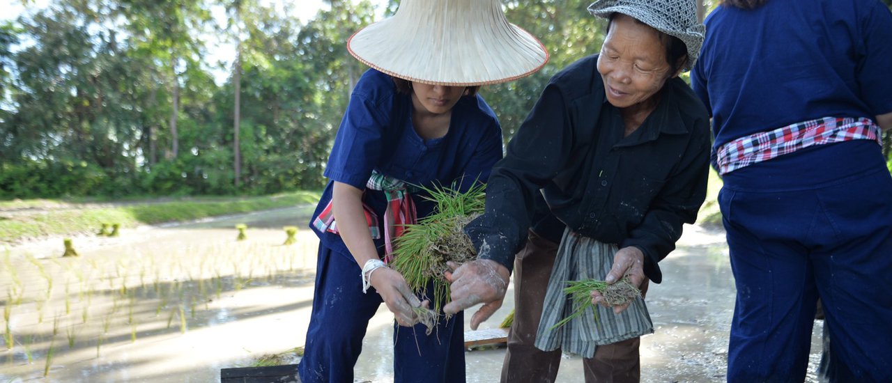 cover Photo Story - Farming Day Out - Getting dirty and down in the Rice fields of Nathon