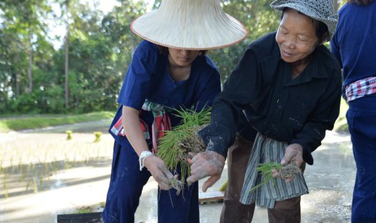 Cover Photo Story - Farming Day Out - Getting dirty and down in the Rice f...