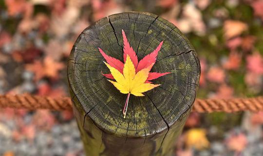 cover ญี่ปุ่นทั้งรักทั้งหลง