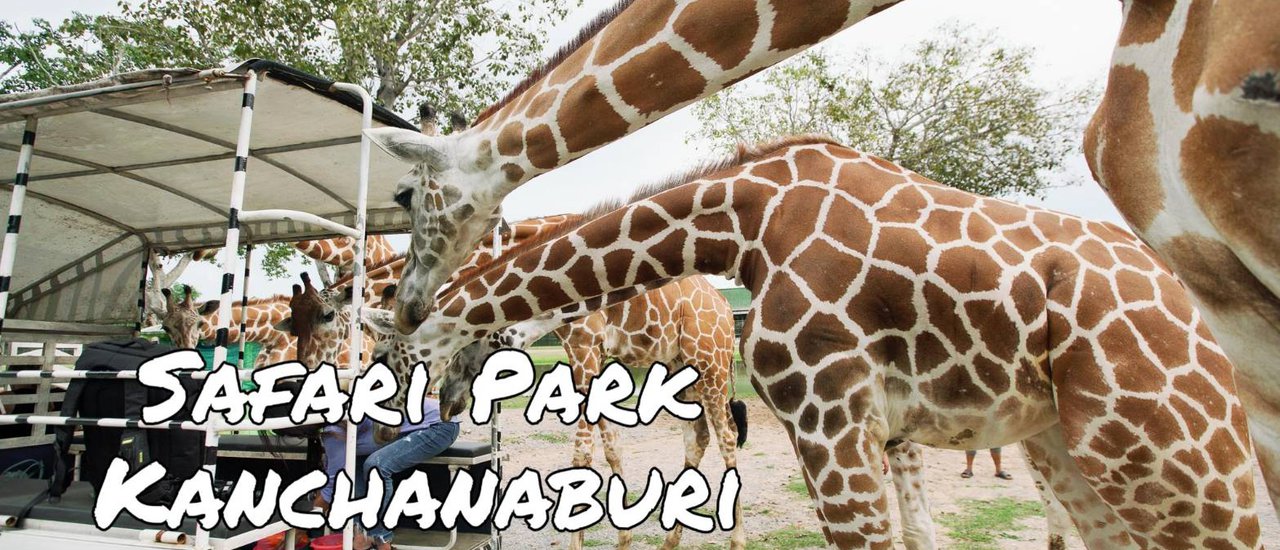 cover ใครว่าเมืองกาญน์มีดีแค่ล่องแพ ตะลุยสวนสัตว์เปิด Safari Park