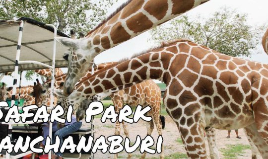 Cover ใครว่าเมืองกาญน์มีดีแค่ล่องแพ ตะลุยสวนสัตว์เปิด Safari Park...