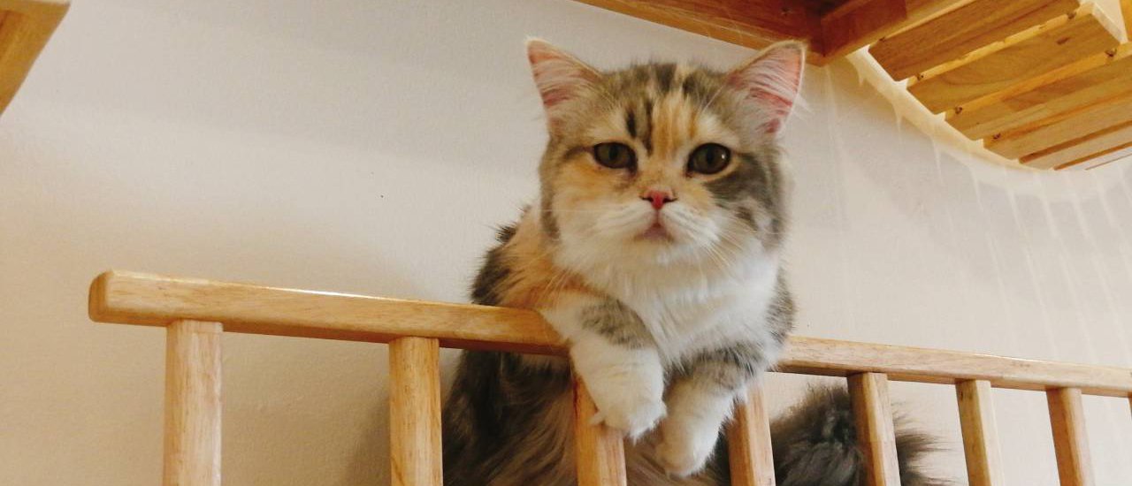 cover ไม่ใช่ทาสแมว...ขอแอ๊วได้มั๊ย @ Lazy Cat Cafe'Kan