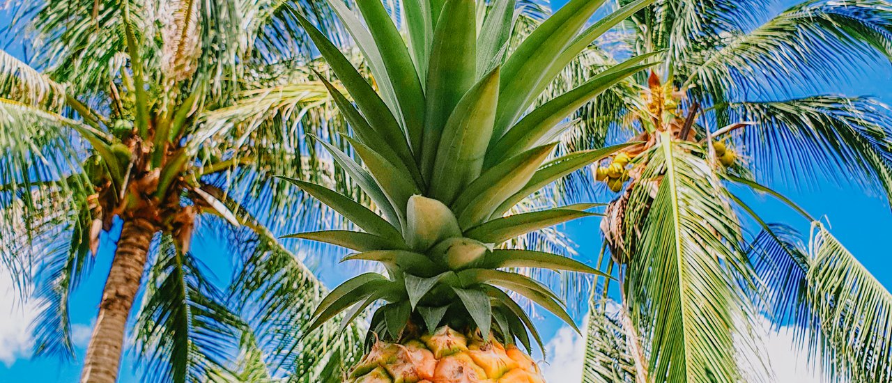 cover 3 จุดเช็คอินอ่าวน้อย ไว้ลง IG รัวๆ ไร่สับปะรด ดื่มนมสดๆที่บ้านสมุนไพร จบด้วยอ่างเก็บน้ำคลองบึงที่ๆพระอาทิตย์ตกสวยมาก