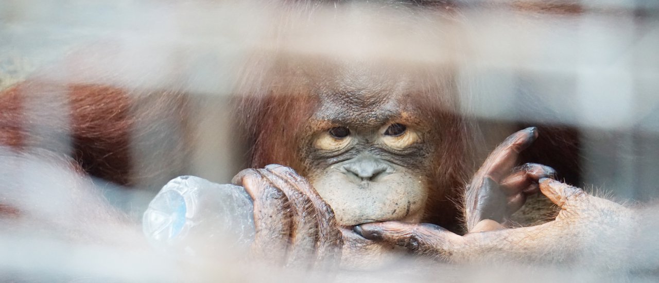 cover กำเงิน200ไปเที่ยวพาต้า ไปดูกอริลลาที่เหลือตัวเดียวในไทย