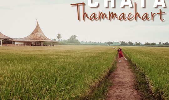 cover สโลไลฟ์กลางทุ่งนาและรวงข้าวสีทอง ที่ Chata Thammachart