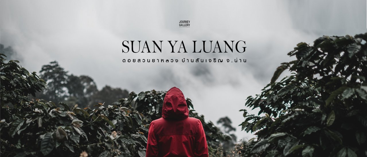 cover ดอยสวนยาหลวง จ.น่าน ความฟินท่ามกลางหมอกหนาและไร่กาแฟ