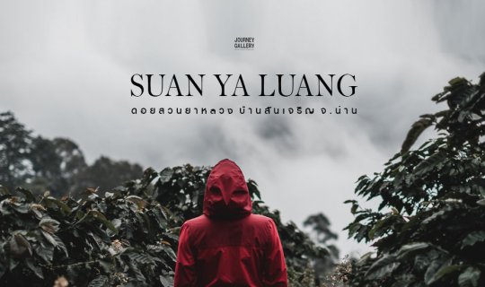 cover ดอยสวนยาหลวง จ.น่าน ความฟินท่ามกลางหมอกหนาและไร่กาแฟ