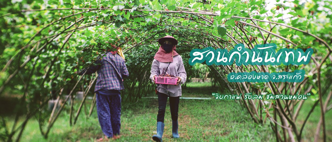 cover "จิบกาแฟ รับลม ชมสวนหม่อน" ที่ สวนกำนันเทพ จ.สระแก้ว