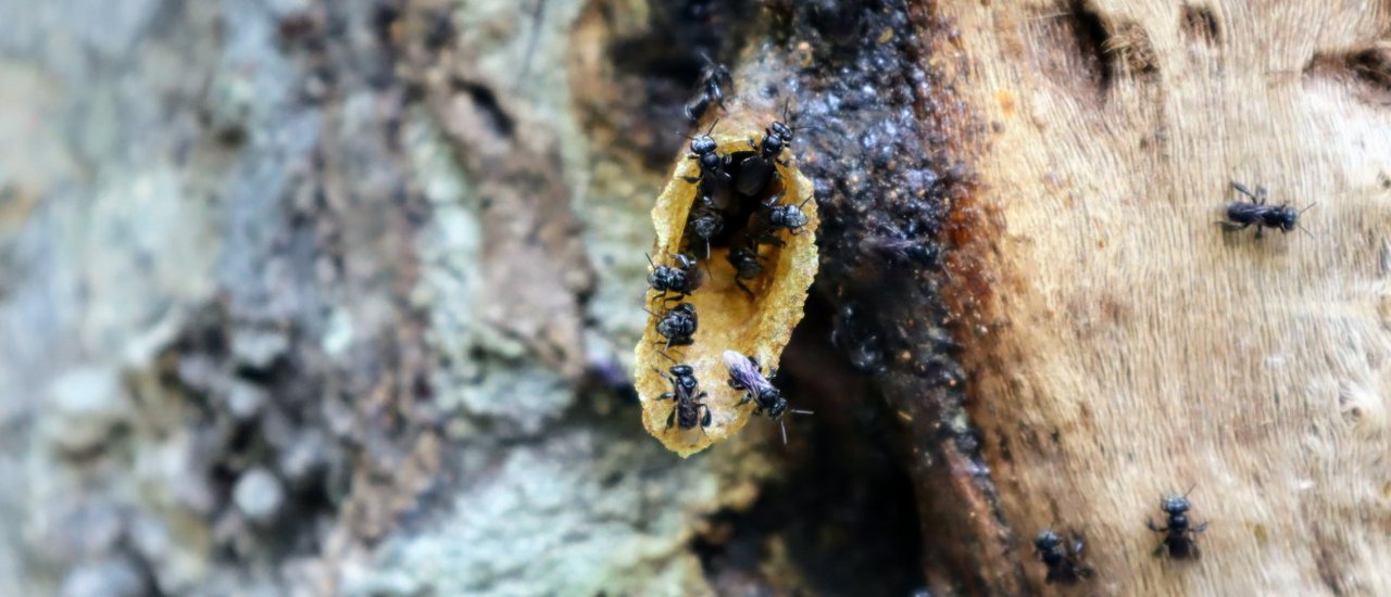 cover STINGLESS BEE HONEY