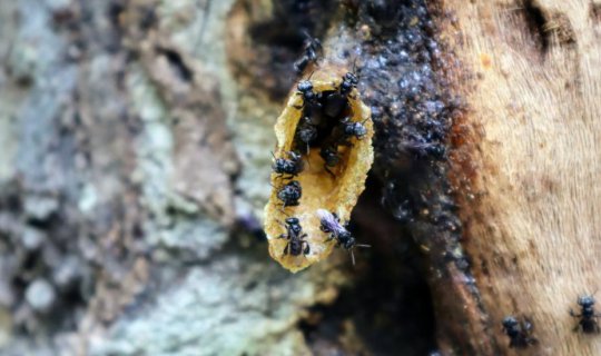 cover STINGLESS BEE HONEY