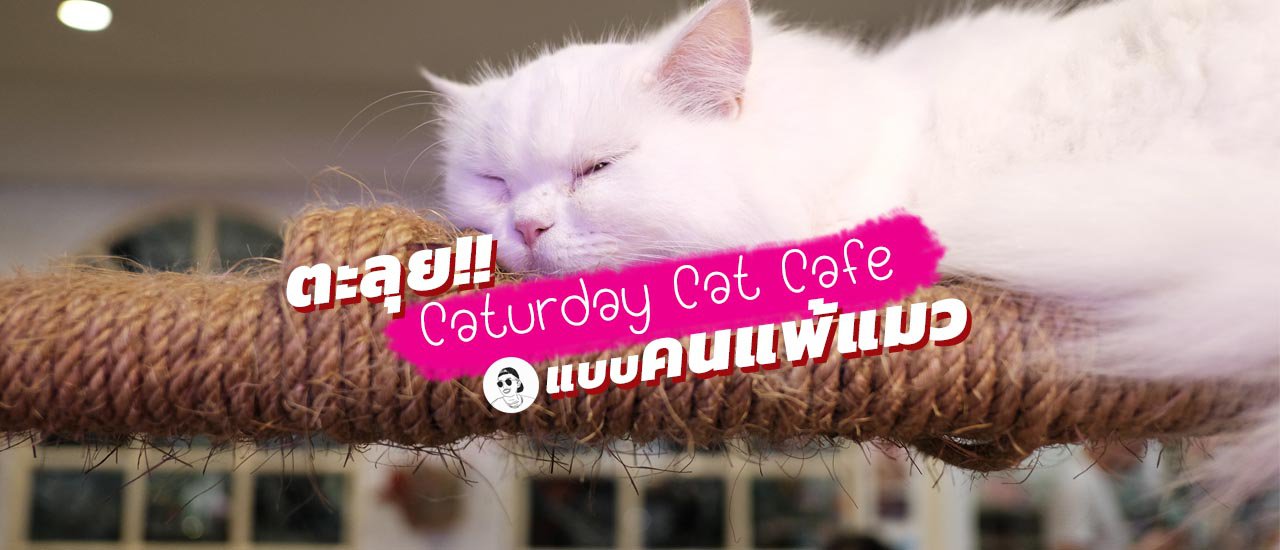 cover คาเฟ่แมวราชเทวี Caturday Cat Cafe เที่ยวแบบคนแพ้แมว