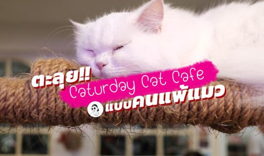 cover คาเฟ่แมวราชเทวี Caturday Cat Cafe เที่ยวแบบคนแพ้แมว