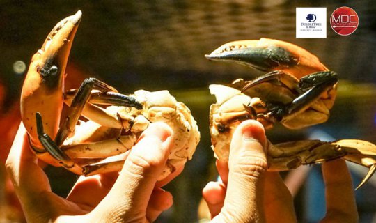 cover All New ! - Cut the Crab - DEE LITE @ DoubleTree by Hilton Sukhumvit