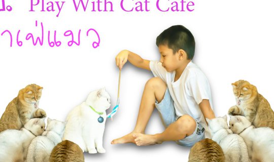 cover คาเฟ่แมว หรือ Play With Cat Cafe ไปนั่งกินกาแฟ ถ่ายรูป และเล่นแมวน่ารักๆ กันให้เพลินเลย