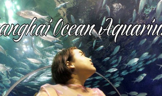 Cover โลกใต้น้ำที่ Shanghai Ocean Aquarium...