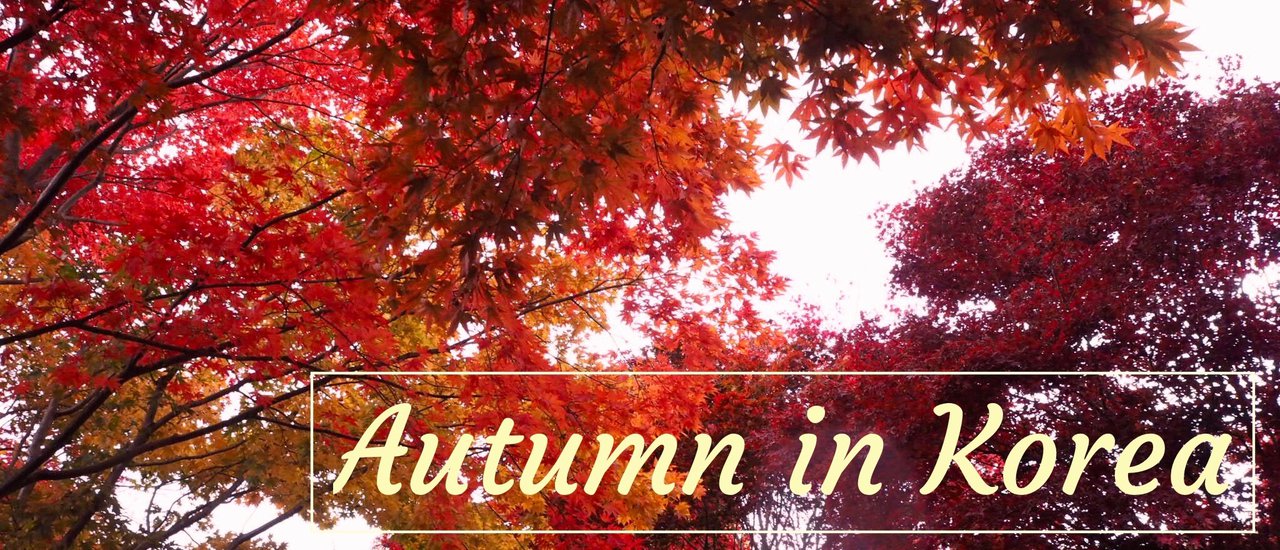 cover Autumn in Korea - ใบไม้เปลี่ยนสีที่เกาหลี