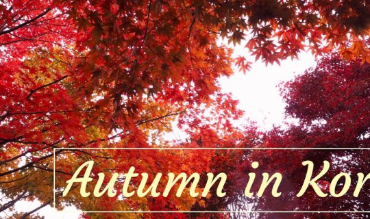 Cover Autumn in Korea - ใบไม้เปลี่ยนสีที่เกาหลี...