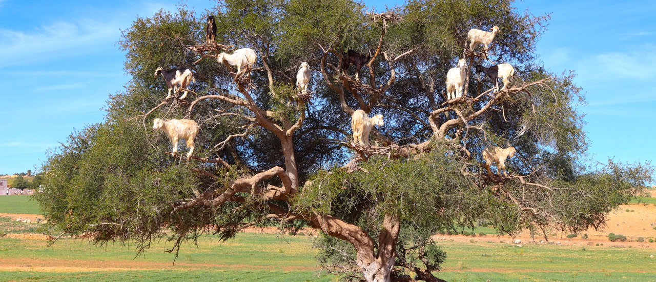 cover 20 Days Adventure in Morocco Part 2 : Essaouira