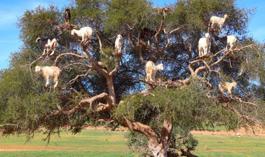 Cover 20 Days Adventure in Morocco Part 2 : Essaouira...