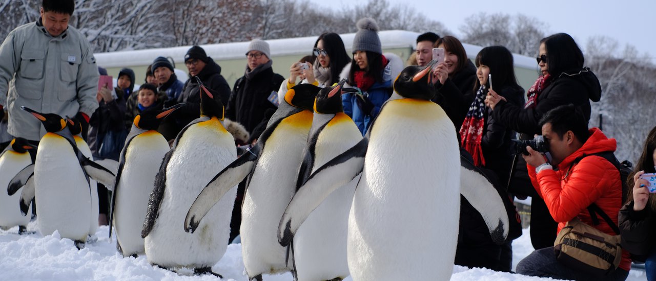 cover Hokkaido: รวมมิตร 1-Day Trip (Asahiyama Zoo) / 1-Day Trip (Kiroro Ski Resort) / Check Point in Sapporo