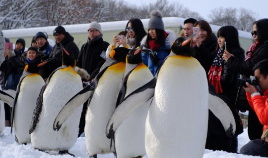 cover Hokkaido: รวมมิตร 1-Day Trip (Asahiyama Zoo) / 1-Day Trip (Kiroro Ski Resort) / Check Point in Sapporo