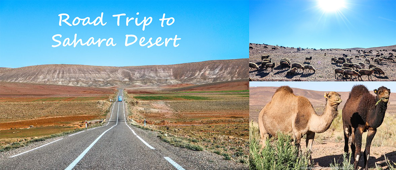 cover Road Trip to Sahara Desert